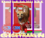 Small #2 German Shepherd Dog-Saluki Mix