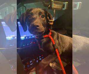 Labrador Retriever-Unknown Mix Dogs for adoption in Lewistown, PA, USA