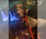 Small Labrador Retriever Mix