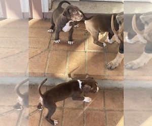 American Bully Puppy for sale in LAKE ELSINORE, CA, USA