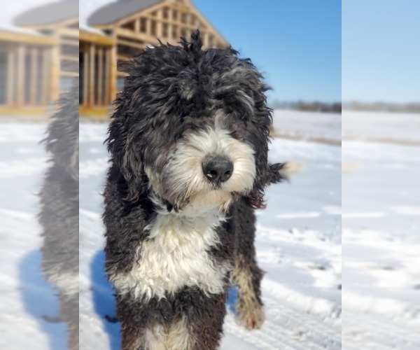 Medium Photo #1 Bernedoodle Puppy For Sale in HIGGINSVILLE, MO, USA