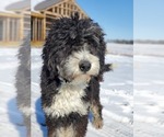 Small Photo #1 Bernedoodle Puppy For Sale in HIGGINSVILLE, MO, USA