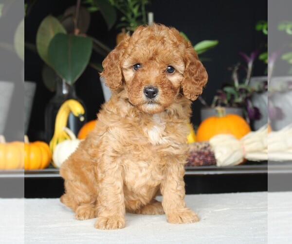 Medium Photo #3 Goldendoodle (Miniature) Puppy For Sale in AUGUSTA, WV, USA