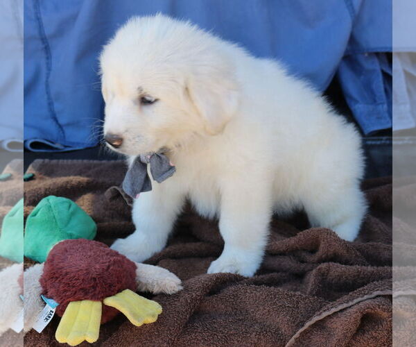 Medium Photo #3 Great Pyrenees-Unknown Mix Puppy For Sale in Bandera, TX, USA