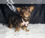 Small #4 Yorkshire Terrier