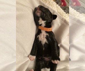 Cocker Spaniel Puppy for sale in BHAVEN, MS, USA