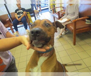 American Pit Bull Terrier-Unknown Mix Dogs for adoption in Ocala, FL, USA