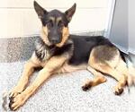 Small #1 German Shepherd Dog