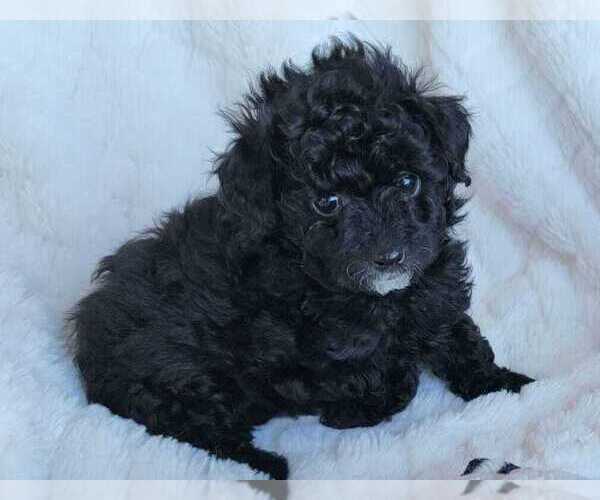 Medium Photo #1 Pom-A-Poo Puppy For Sale in HENDERSON, NV, USA