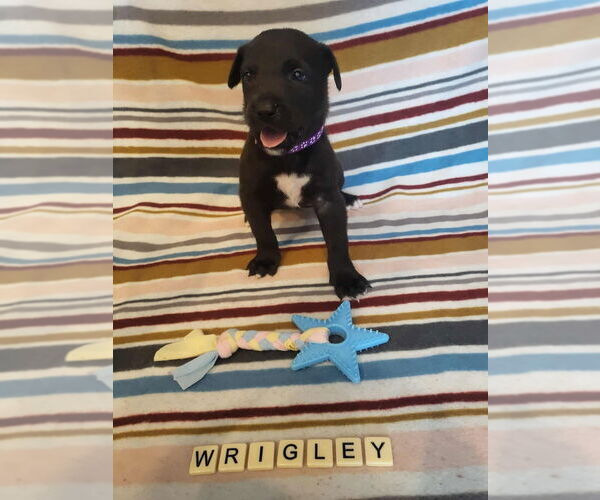 Medium Photo #13 Mutt Puppy For Sale in Imlay City, MI, USA