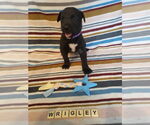 Small #12 Mutt
