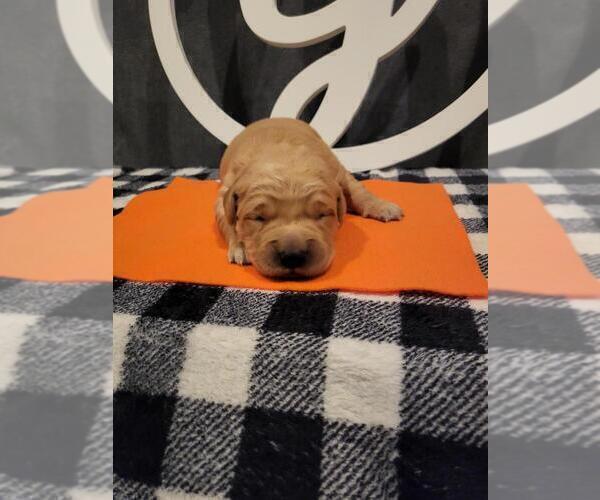 Medium Photo #3 Golden Retriever Puppy For Sale in CUMMING, GA, USA