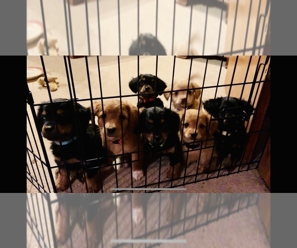 Medium Photo #1 Chiweenie Puppy For Sale in OMAHA, NE, USA