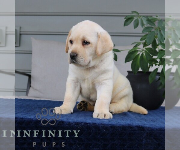 Medium Photo #2 Labrador Retriever Puppy For Sale in NARVON, PA, USA