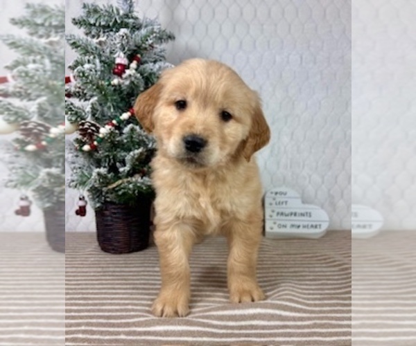 Medium Photo #6 Golden Retriever Puppy For Sale in GREENFIELD, IN, USA