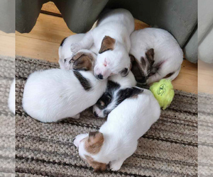 Jack Russell Terrier Litter for sale in IONE, WA, USA