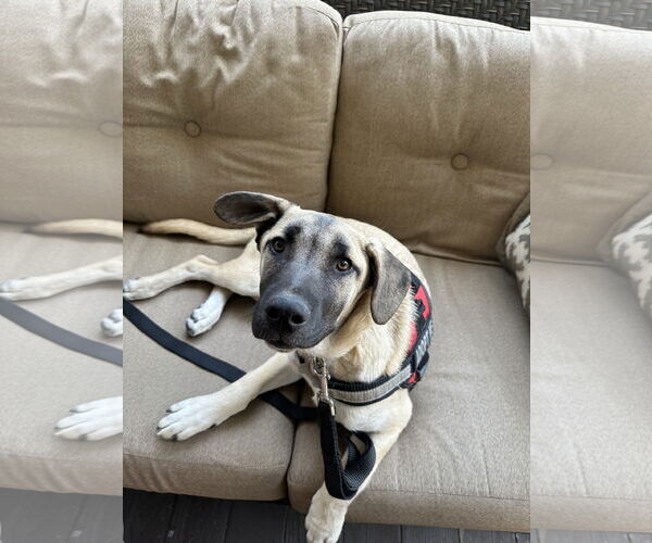 Medium Photo #7 Mutt Puppy For Sale in San Diego, CA, USA