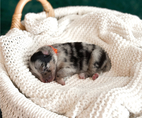 Medium Photo #1 Australian Shepherd Puppy For Sale in BOUTON, IA, USA