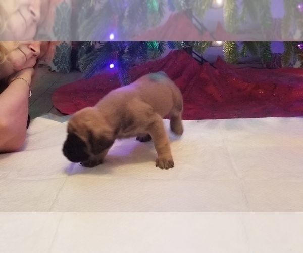 Medium Photo #3 Mastiff Puppy For Sale in FULTON, NY, USA