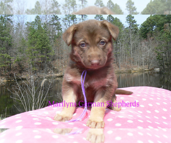 Medium Photo #3 German Shepherd Dog Puppy For Sale in PIEDMONT, MO, USA