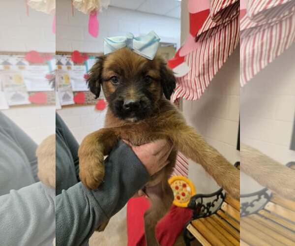 Medium Photo #3 Shepradors Puppy For Sale in SHERBURNE, NY, USA