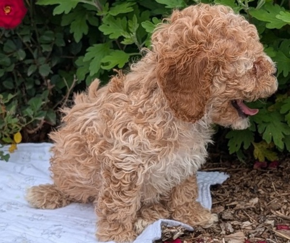 Medium Photo #8 Cock-A-Poo Puppy For Sale in GOSHEN, IN, USA