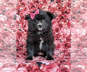 Pomeranian Puppy for sale in KIRKWOOD, PA, USA