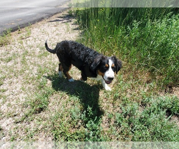 Medium Photo #30 Bernese Mountain Dog Puppy For Sale in PEYTON, CO, USA