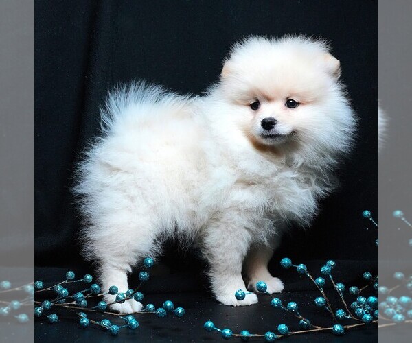 Medium Photo #5 Pomeranian Puppy For Sale in ROCK VALLEY, IA, USA