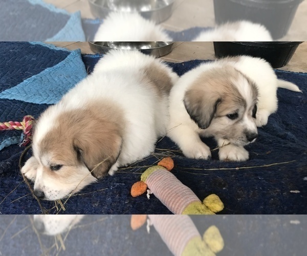 Medium Photo #2 Great Pyrenees Puppy For Sale in PLANT CITY, FL, USA
