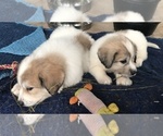 Small Photo #2 Great Pyrenees Puppy For Sale in PLANT CITY, FL, USA