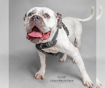 Small #1 American Bulldog Mix