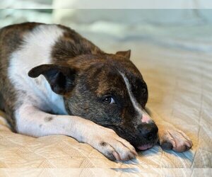 Staffordshire Bull Terrier-Unknown Mix Dogs for adoption in San Diego, CA, USA