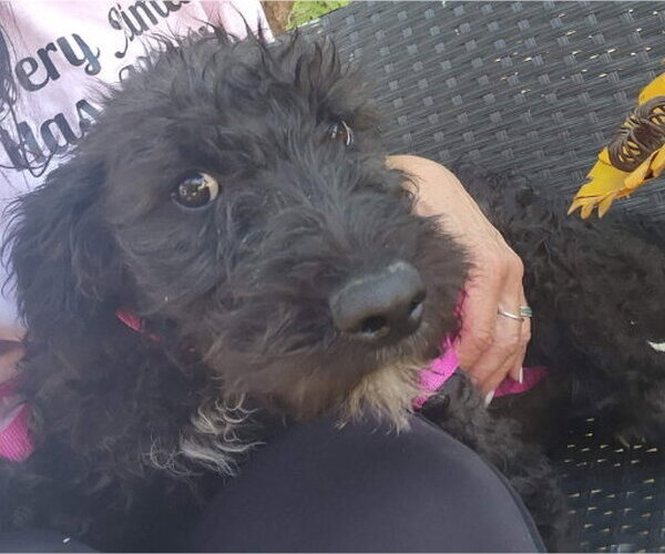 Medium Photo #3 Mutt Puppy For Sale in Grafton, WI, USA