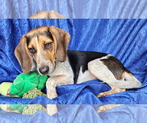 Jolene Beagle - Female Beagle Dog for Adoption - Photo #2