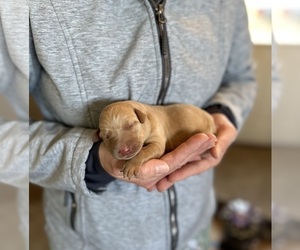 Labrador Retriever Puppy for Sale in WESTBY, Wisconsin USA