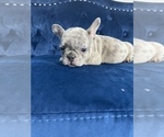 Small Photo #42 French Bulldog Puppy For Sale in CHARLOTTE, NC, USA