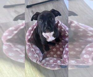 American Staffordshire Terrier-Unknown Mix Dogs for adoption in San Juan Capistrano, CA, USA