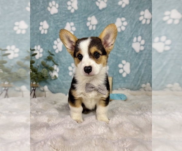 Medium Photo #3 Pembroke Welsh Corgi Puppy For Sale in NOBLESVILLE, IN, USA