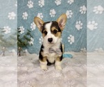 Small #2 Pembroke Welsh Corgi