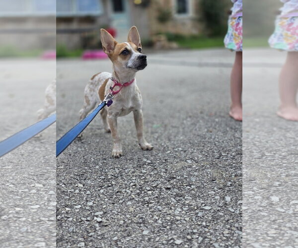 Medium Photo #3 Chihuahua-Unknown Mix Puppy For Sale in New London, WI, USA