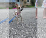 Small #2 Chihuahua Mix