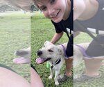 Small Photo #11 Labrador Retriever-Unknown Mix Puppy For Sale in Houston, TX, USA