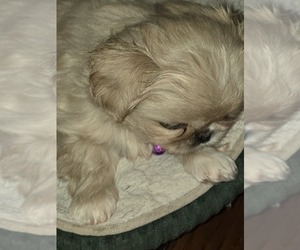 Medium Pekingese