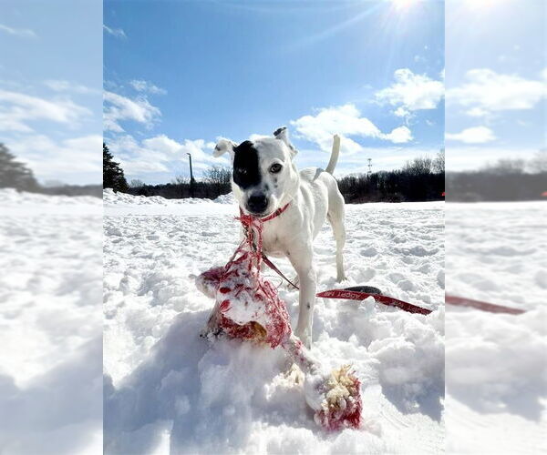 Medium Photo #13 Mutt Puppy For Sale in Gloversville, NY, USA
