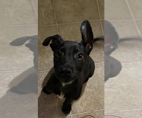 Medium Photo #2 Miniature Pinscher-Unknown Mix Puppy For Sale in Tampa, FL, USA