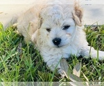 Small Photo #8 Bichpoo Puppy For Sale in MELROSE, FL, USA