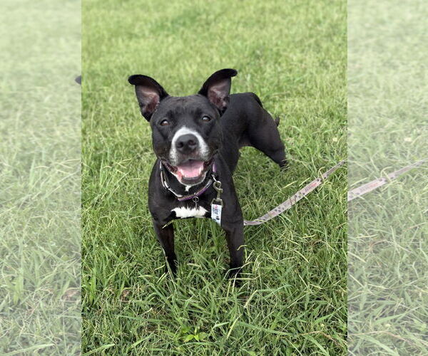 Medium Photo #3 Labrador Retriever-Unknown Mix Puppy For Sale in Virginia Beach, VA, USA