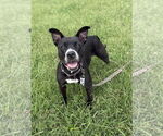 Small #2 Labrador Retriever Mix