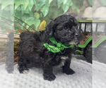 Small YorkiePoo